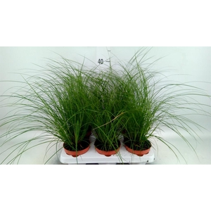 Carex brunnea