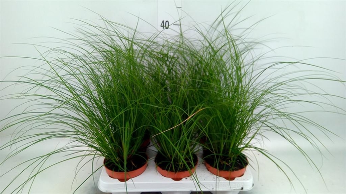<h4>Carex brunnea</h4>