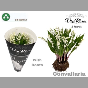 CONVALLARIA MAJALUS x25