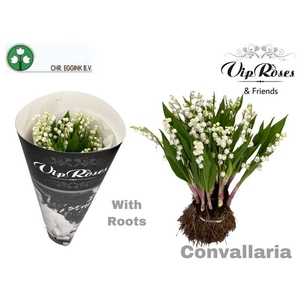 CONVALLARIA MAJALUS x25