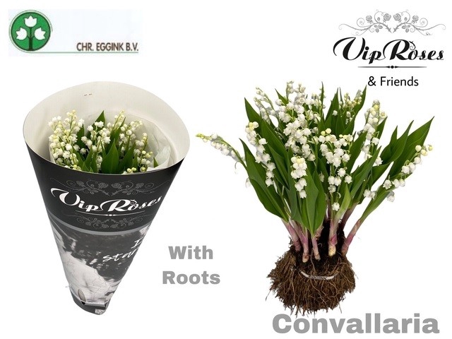 <h4>CONVALLARIA MAJALUS x25</h4>