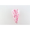 Dried Triticum X5 Frosted Pink Bunch