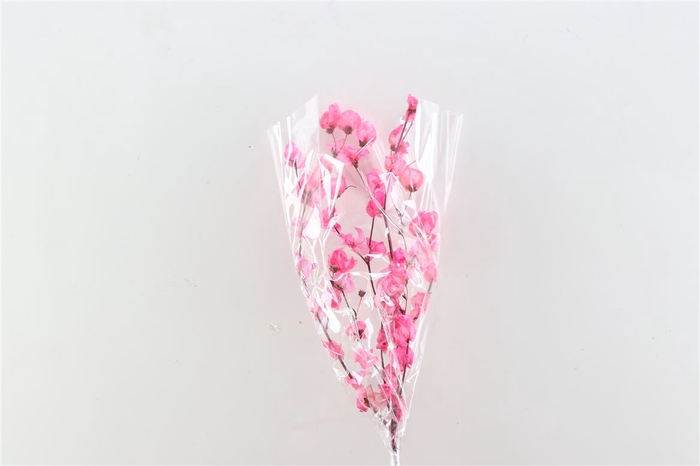 Dried Triticum X5 Frosted Pink Bunch