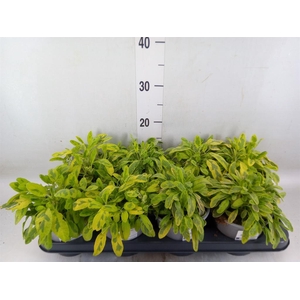 Salvia officinalis 'Icterina'