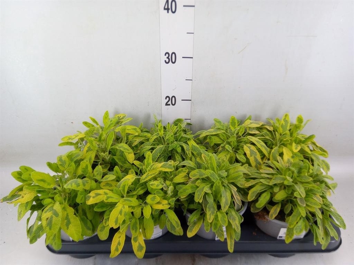 <h4>Salvia officinalis 'Icterina'</h4>