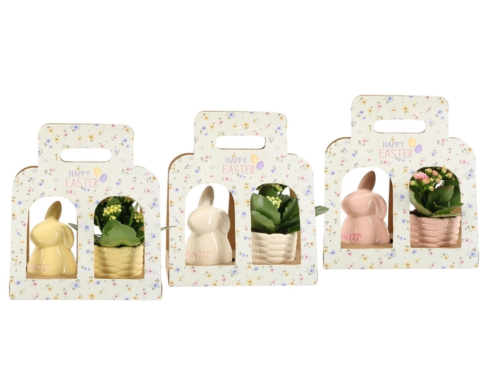 <h4>4501120: Solutionss Easter</h4>