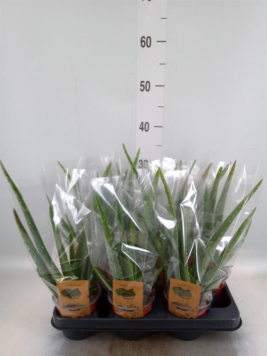 <h4>Aloe vera</h4>