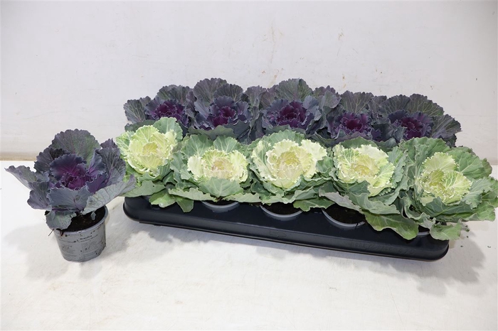<h4>Brassica (sierkool)</h4>