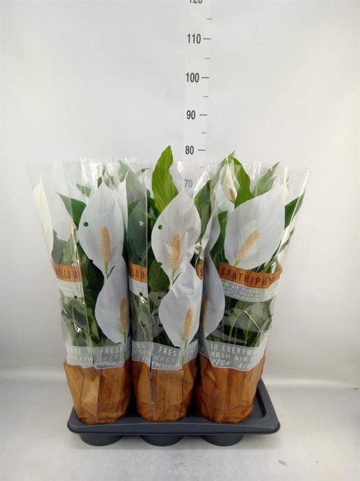 <h4>Spathiphyllum  'Sweet Chico'</h4>