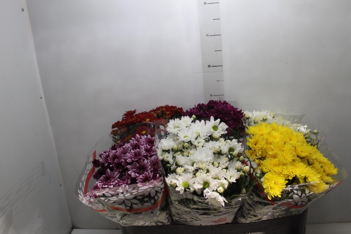 <h4>CRISANTEMO VB1</h4>