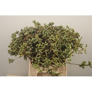 Euc Greenberry Per Bunch