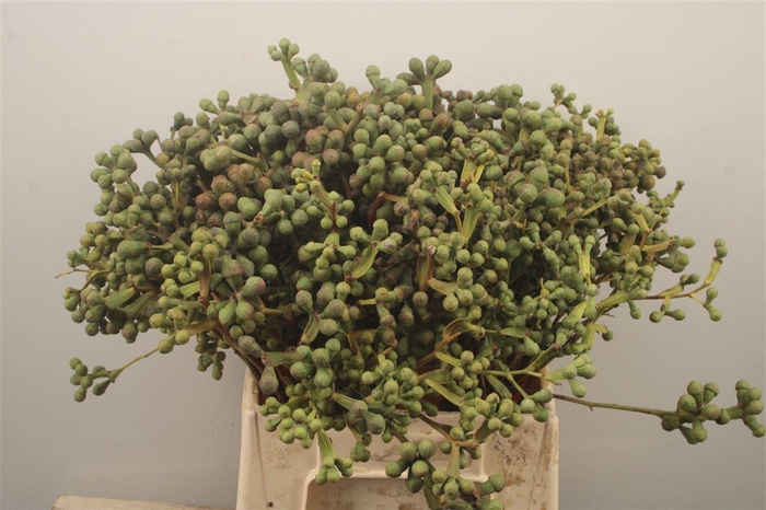 <h4>Euc Greenberry Per Bunch</h4>