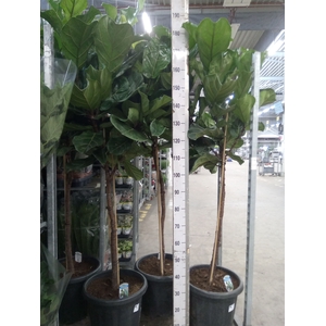 Ficus lyrata