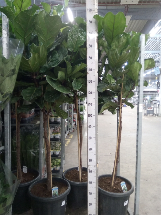 <h4>Ficus lyrata</h4>