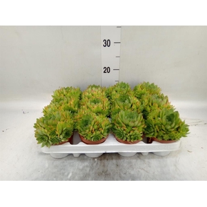 Sempervivum   ...
