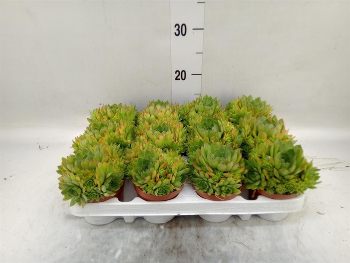 <h4>Sempervivum   ...</h4>