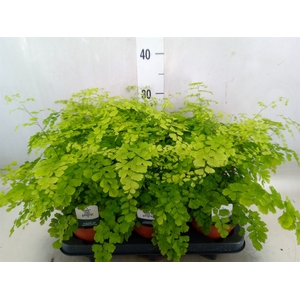 Adiantum raddi. 'Fragrans'