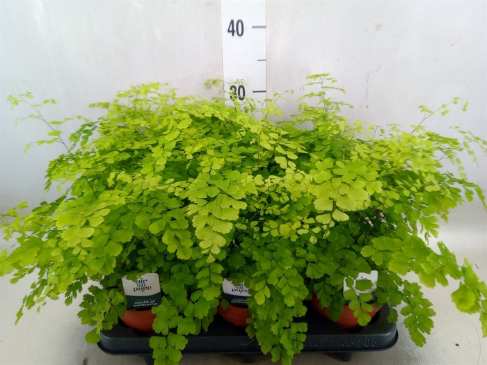 <h4>Adiantum raddi. 'Fragrans'</h4>
