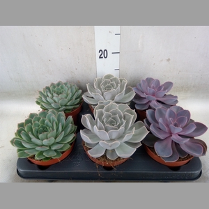 Echeveria   ...mix