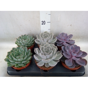 Echeveria   ...mix
