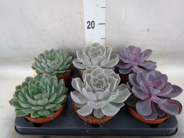 <h4>Echeveria   ...mix</h4>