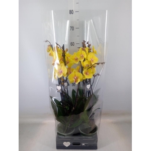 Phalaenopsis  'Manta Palau'