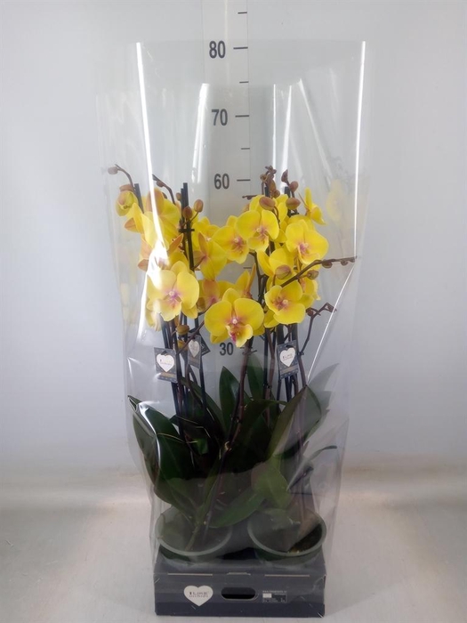 <h4>Phalaenopsis 'Manta Palau'</h4>