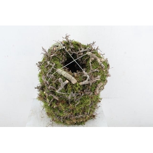 WREATH MOSS BONSAI LARIX 30CM
