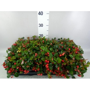 Gaultheria proc. 'Big Berry'