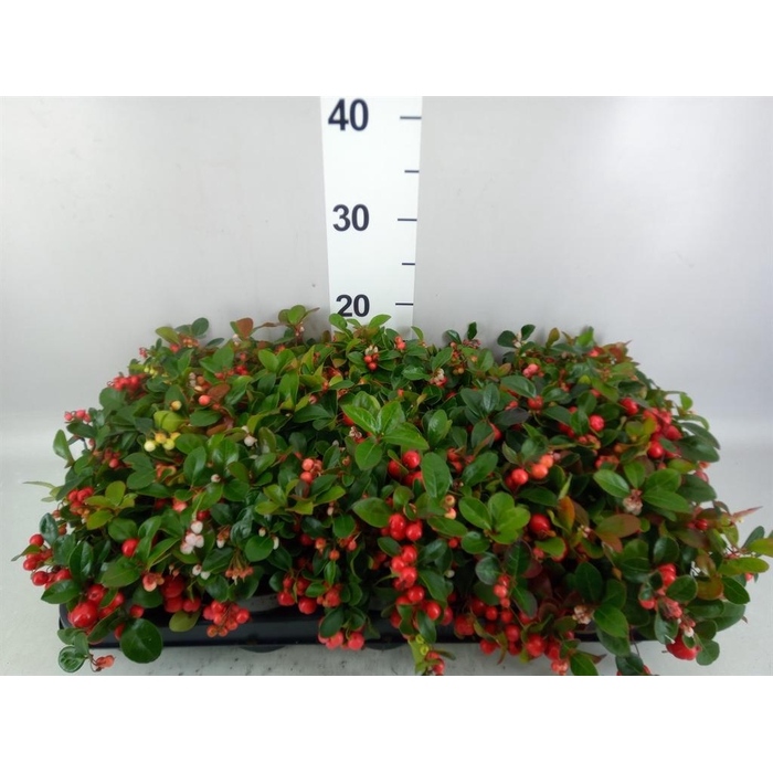 <h4>Gaultheria proc. 'Big Berry'</h4>