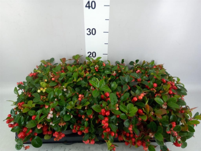 Gaultheria proc. 'Big Berry'