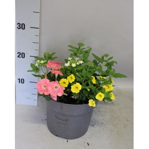 Perkplanten 19 cm Mix 02 (pet roze, cali geel, verb lime)
