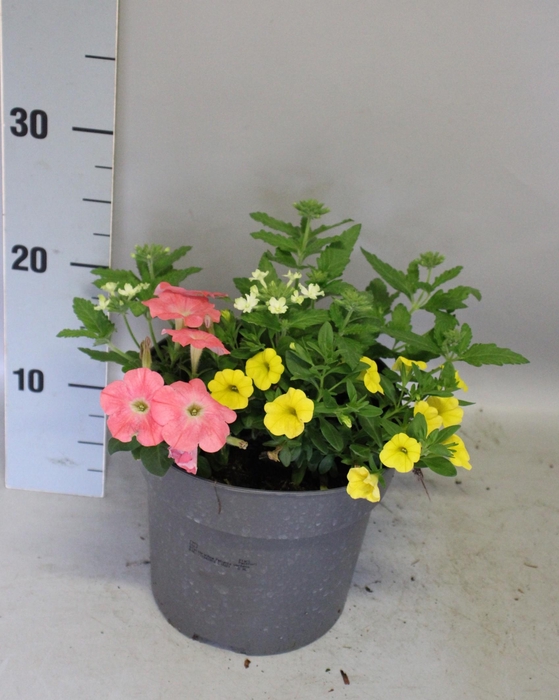 <h4>Perkplanten 19 cm Mix 02 (pet roze, cali geel, verb lime)</h4>