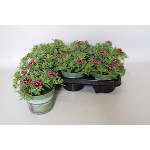 Calibrachoa cabaret Good Night Kiss