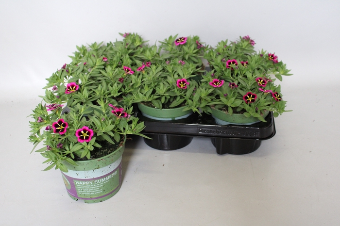 <h4>Calibrachoa cabaret Good Night Kiss</h4>