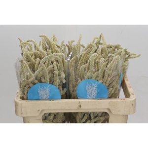 Amaranthus Yearming Desert