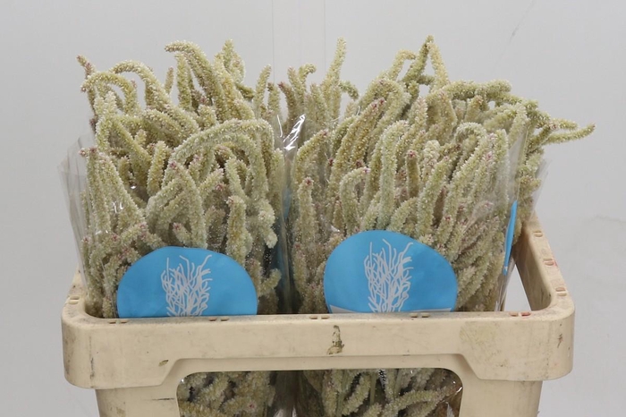 <h4>Amaranthus Yearming Desert</h4>