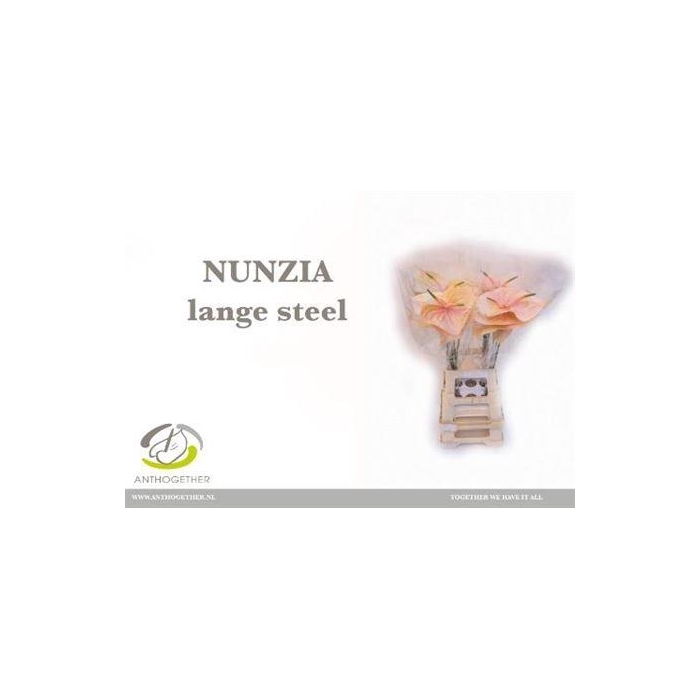 <h4>Anth A Nunzia</h4>