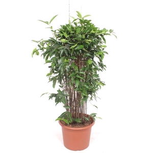 Dracaena surculosa
