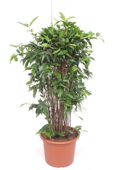 <h4>Dracaena surculosa</h4>