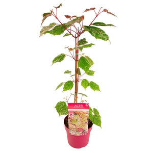 Acer conspicuum 'Red Flamingo'