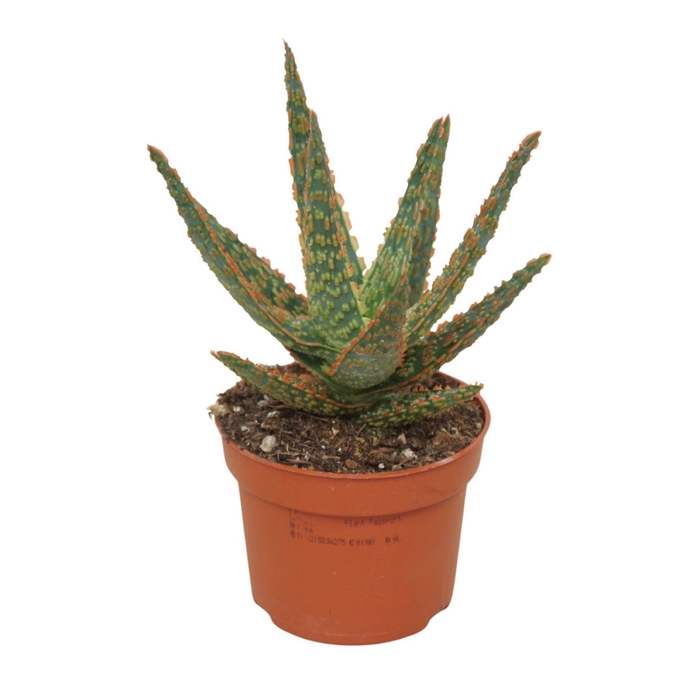 <h4>Aloe</h4>