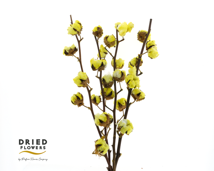 <h4>Dried Cotton Gossypium Yellow</h4>