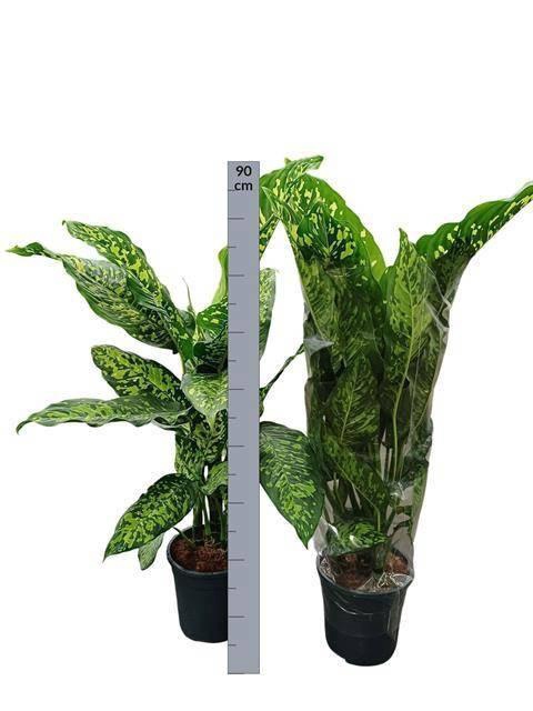 <h4>DIEFF OV SPOTTY</h4>