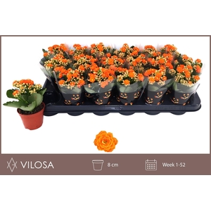 !! PROMO !! KALAN CALAN HAWN ORANGE P8