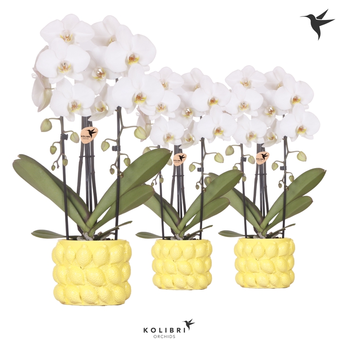 <h4>Phal Casc Kolibri Wit 2 Tak Keramiek Citrus Yellow</h4>