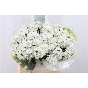 Di Barb Kiwi Bunny White 40cm