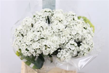 <h4>Di Barb Kiwi Bunny White 40cm</h4>