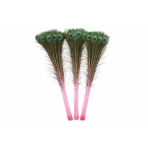 Feather Peacock Nat. Pink L90-100