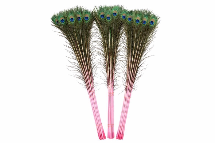 Feather Peacock Nat. Pink L90-100